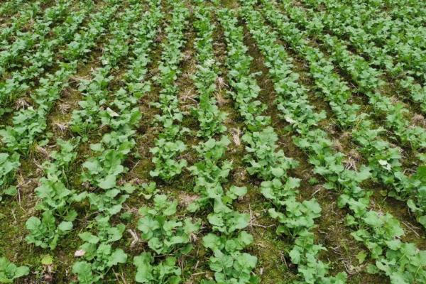 什么植物靠力量传播种子，豌豆、油菜、芝麻等品种成熟后可弹射种子