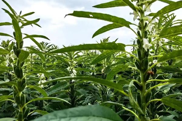 什么植物靠力量传播种子，豌豆、油菜、芝麻等品种成熟后可弹射种子