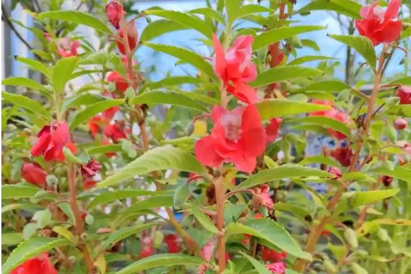 什么植物靠力量传播种子，豌豆、油菜、芝麻等品种成熟后可弹射种子
