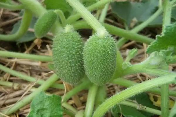什么植物靠力量传播种子，豌豆、油菜、芝麻等品种成熟后可弹射种子