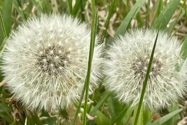 什么植物靠力量传播种子，豌豆、油菜、芝麻等品种成熟后可弹射种子