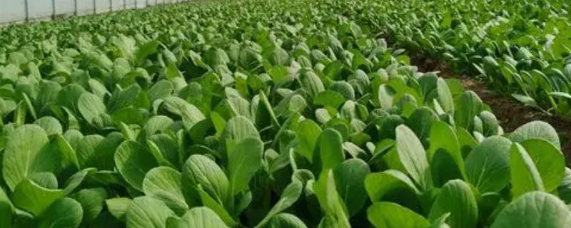 怎样栽青菜更好，肥料以氮肥为主
