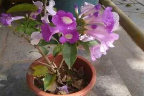 蒜香藤的养殖方法，冬季可3-4天浇一次水