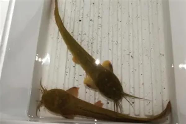 怎么在室内养殖塘角鱼，高温季节每隔15天换一次水