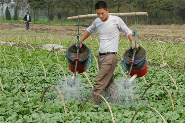 怎样栽青菜更好，肥料以氮肥为主