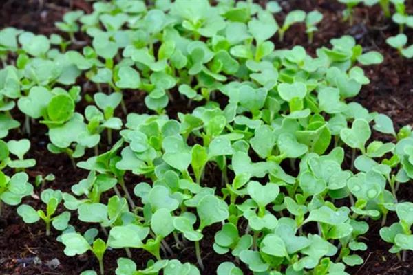 怎样栽青菜更好，肥料以氮肥为主