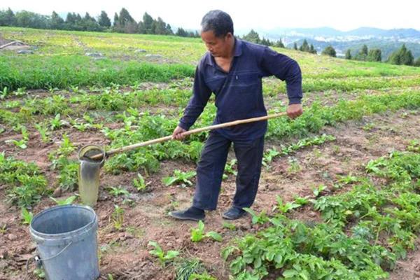 怎样栽青菜更好，肥料以氮肥为主