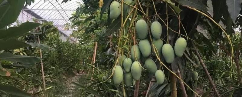 南方能种什么果树，芒果、枇杷、柚子等品种均可栽培