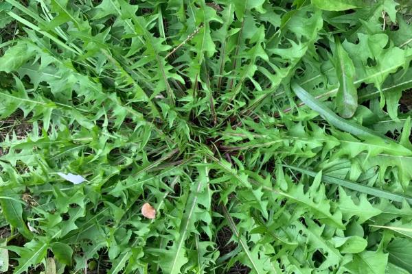 刺儿菜与蒲公英有什么区别，种属、叶片、花朵等方面均不同