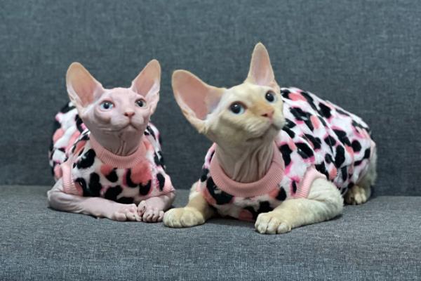 让斯芬克斯猫少出油的方法，少喂油腻食物并注意降温消暑