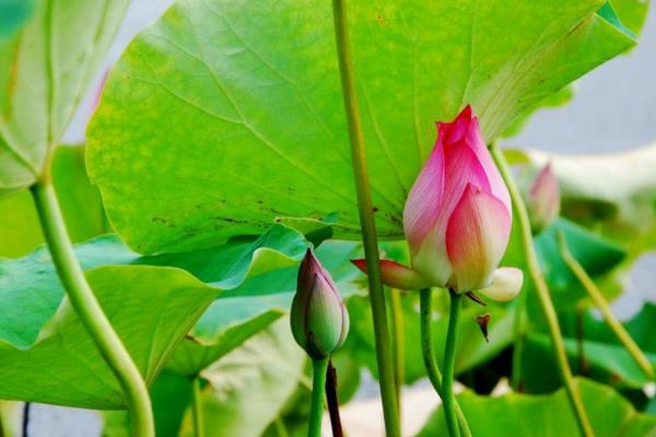 水芙蓉的简介，一般是指莲花