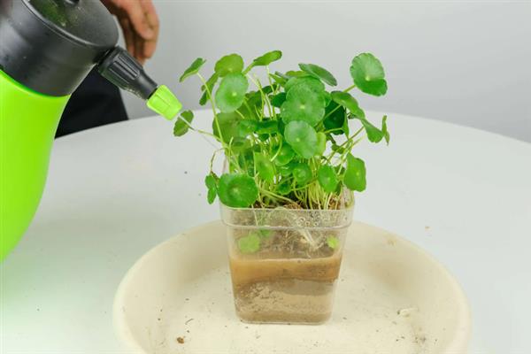 铜钱草为什么会萎蔫，主要是浇水不当、光照不适造成