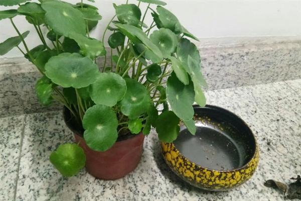 铜钱草为什么会萎蔫，主要是浇水不当、光照不适造成