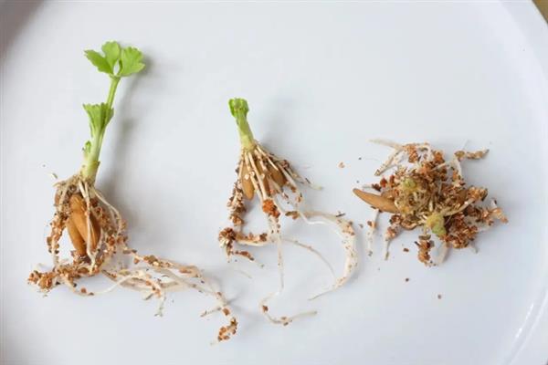花毛茛的寓意，寓意活泼青春、天真烂漫等