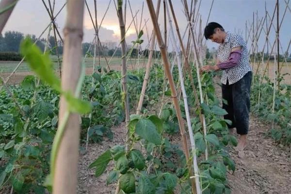 如何对豆角打叉整枝，将主蔓的顶端掐掉可控制株高