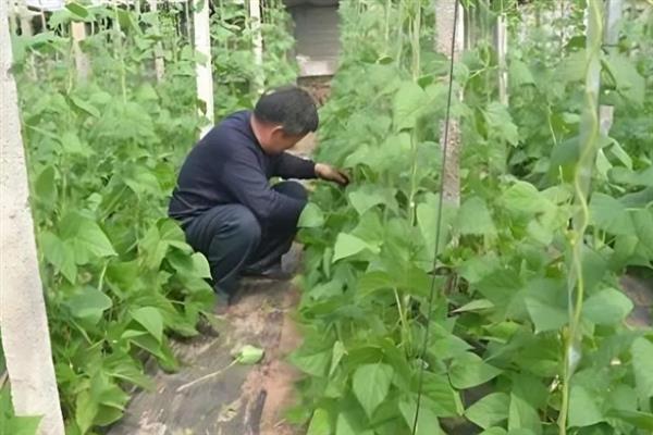 如何对豆角打叉整枝，将主蔓的顶端掐掉可控制株高