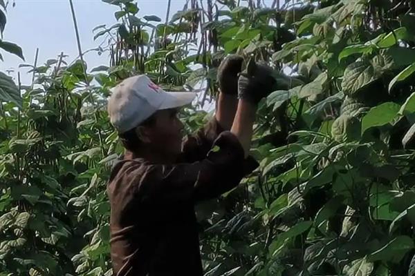 如何对豆角打叉整枝，将主蔓的顶端掐掉可控制株高