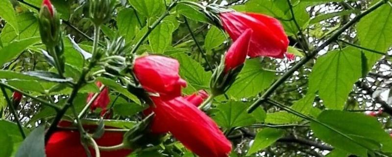 悬铃花和扶桑花有什么区别，花朵、叶片、种属等方面均不同
