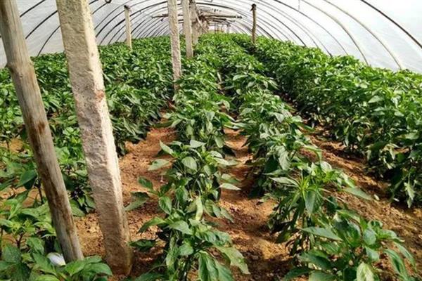 辣椒叶变黄落叶的原因，可能是浇水过大或施肥过量所致