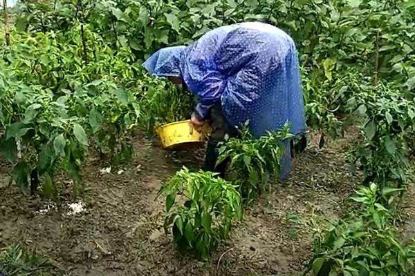 辣椒叶变黄落叶的原因，可能是浇水过大或施肥过量所致