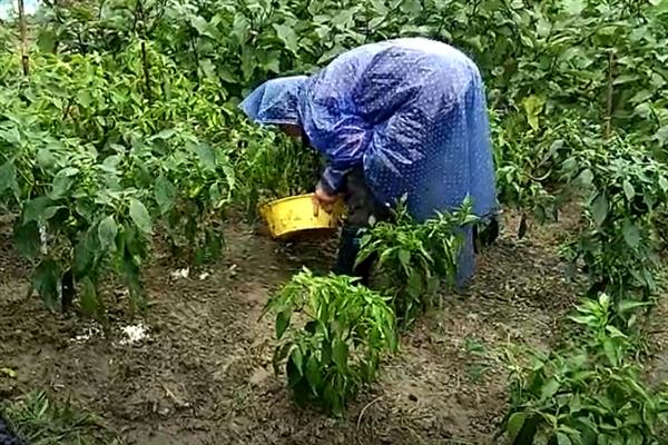怎么防止辣椒出现冷害和冻害，喷施氯化钙溶液可增强抗寒性