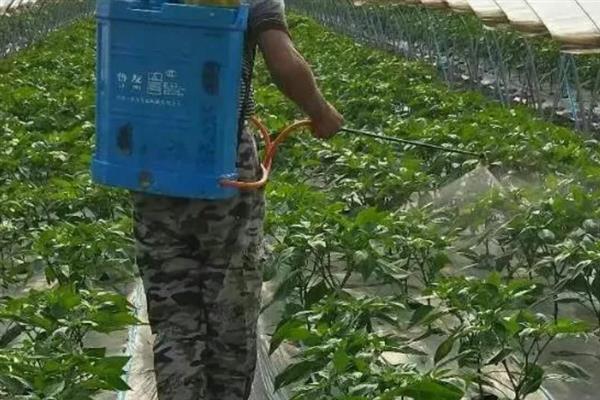 怎么防止辣椒出现冷害和冻害，喷施氯化钙溶液可增强抗寒性