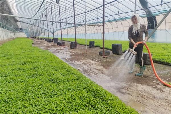 怎么防止辣椒出现冷害和冻害，喷施氯化钙溶液可增强抗寒性