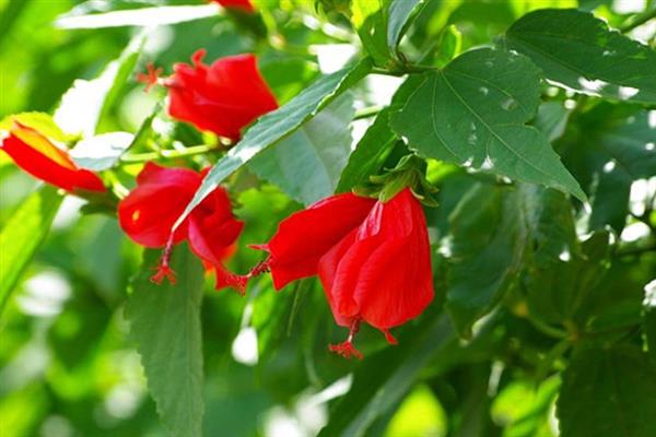 悬铃花和扶桑花有什么区别，花朵、叶片、种属等方面均不同
