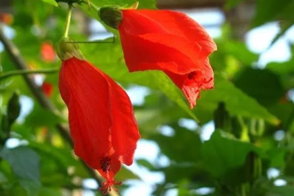 悬铃花和扶桑花有什么区别，花朵、叶片、种属等方面均不同