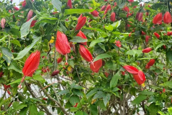 悬铃花和扶桑花有什么区别，花朵、叶片、种属等方面均不同