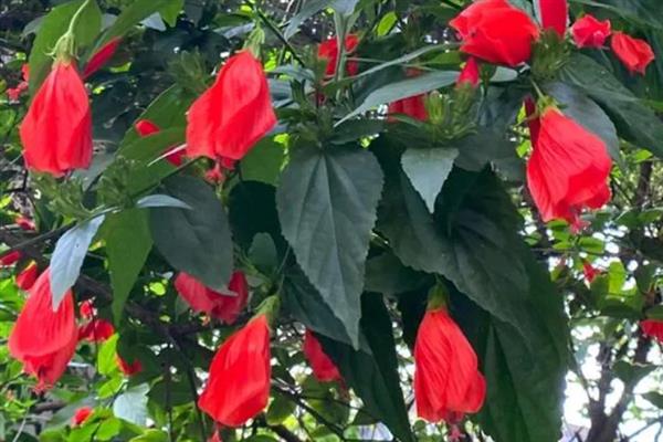 悬铃花和扶桑花有什么区别，花朵、叶片、种属等方面均不同