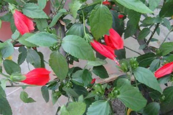 悬铃花和扶桑花有什么区别，花朵、叶片、种属等方面均不同