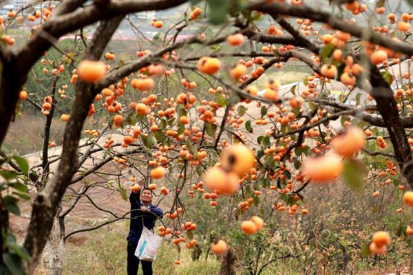 南方能种什么果树，芒果、枇杷、柚子等品种均可栽培