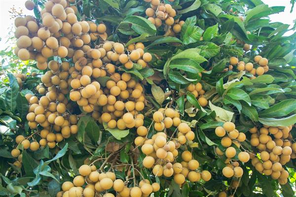 南方能种什么果树，芒果、枇杷、柚子等品种均可栽培
