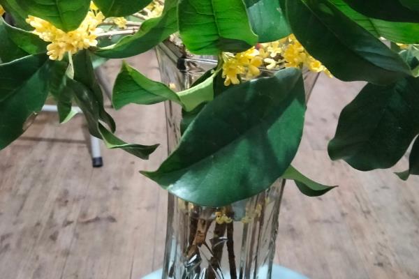 桂花枝插水里能不能存活，用生根水浸泡后可以生根