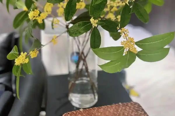 桂花枝插水里能不能存活，用生根水浸泡后可以生根
