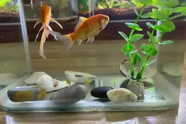 草金鱼能停喂多久，1个月左右不喂食也不会死亡