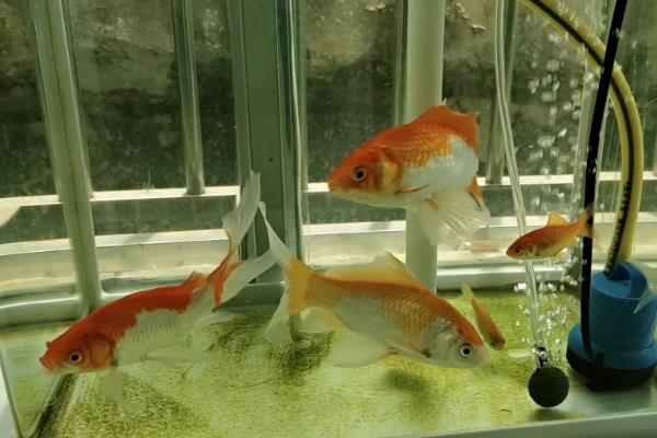 草金鱼能停喂多久，1个月左右不喂食也不会死亡