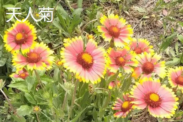 秋季有什么花卉开放，天人菊、蓝雪花等品种会在此时开花