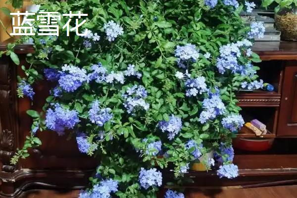 秋季有什么花卉开放，天人菊、蓝雪花等品种会在此时开花