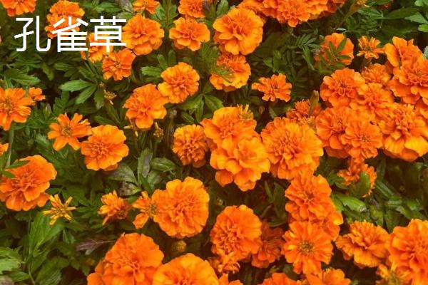 秋季有什么花卉开放，天人菊、蓝雪花等品种会在此时开花