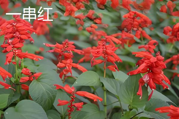 秋季有什么花卉开放，天人菊、蓝雪花等品种会在此时开花