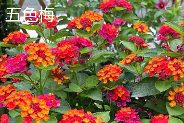 秋季有什么花卉开放，天人菊、蓝雪花等品种会在此时开花