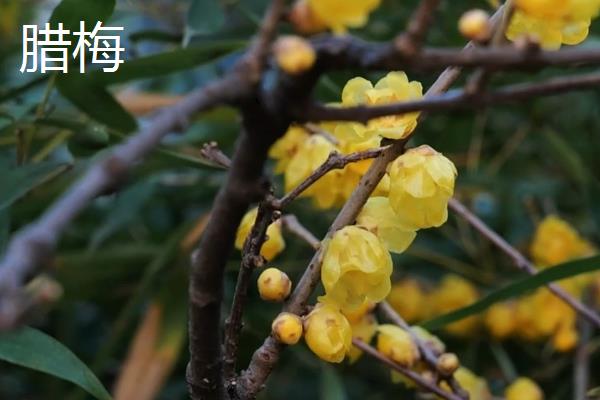 秋季有什么花卉开放，天人菊、蓝雪花等品种会在此时开花