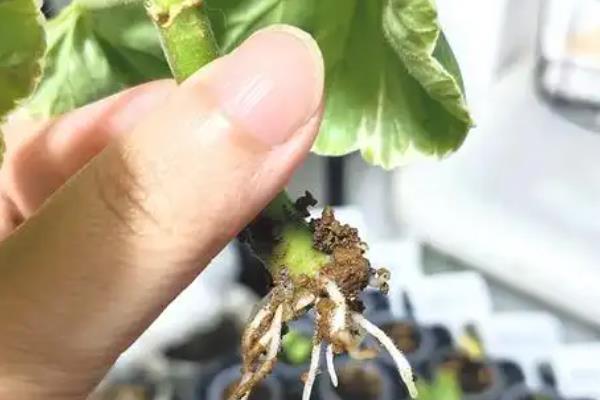 石腊红的养殖方法，适时摘心可促进侧芽萌发