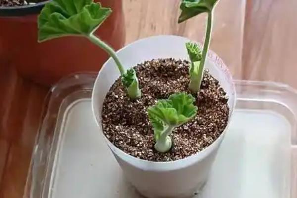 石腊红的养殖方法，适时摘心可促进侧芽萌发