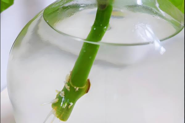 石腊红的养殖方法，适时摘心可促进侧芽萌发