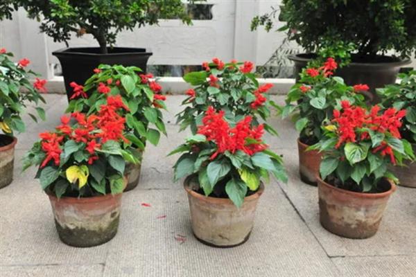重阳节有哪些花卉开放，一串红、大丽花等品种均在此时开花