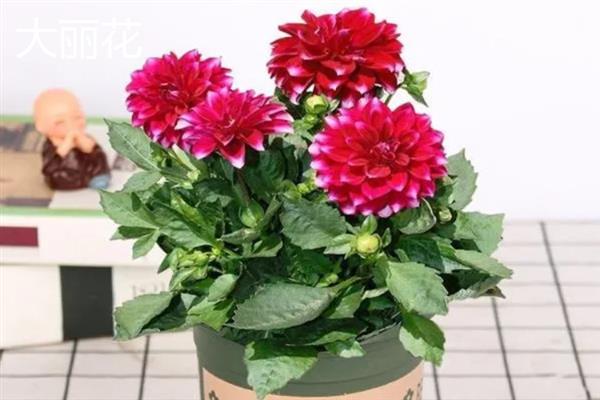 重阳节有哪些花卉开放，一串红、大丽花等品种均在此时开花