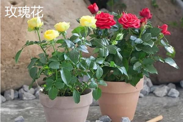 重阳节有哪些花卉开放，一串红、大丽花等品种均在此时开花